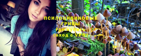 гашик Зеленокумск